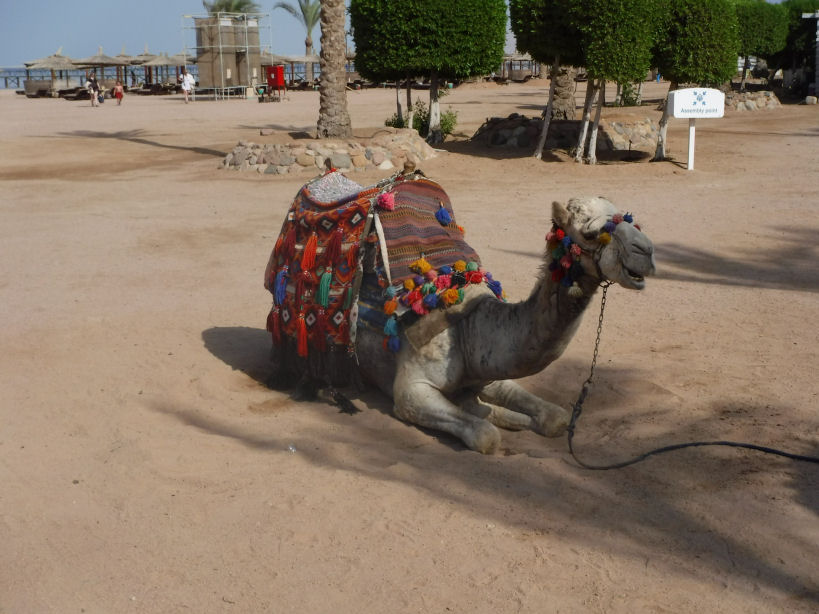 Egypt 2231